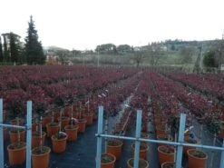 Glansmispel Op Stam (Photinia Fraseri 'Carré Rouge') -Planten Verkoopwinkel photinia carre rouge 3