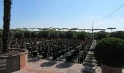 Glansmispel Op Stam (Photinia Fraseri 'Little Red Robin') 7 Glansmispel Op Stam (Photinia Fraseri 'Little Red Robin') -Planten Verkoopwinkel photinia fraseri little red robin halfstam