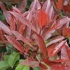 Glansmispel Als Boom (Photinia Fraseri 'Red Robin') -Planten Verkoopwinkel photinia fraseri red robin01 2 2