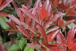 Glansmispel, Pyramide (Photinia Fraseri 'Red Robin' ) -Planten Verkoopwinkel photinia fraseri red robin01 5