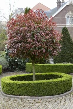 Glansmispel Als Boom (Photinia Fraseri 'Red Robin') -Planten Verkoopwinkel photinia fraseri red robin02 2