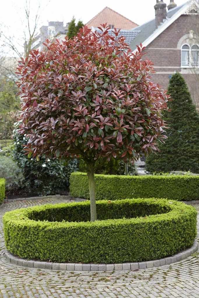 Glansmispel Als Boom (Photinia Fraseri 'Red Robin') 4 Glansmispel Als Boom (Photinia Fraseri 'Red Robin') - Afbeelding 4