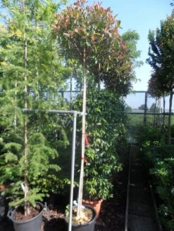 Glansmispel Als Boom (Photinia Fraseri 'Red Robin') 11 Glansmispel Als Boom (Photinia Fraseri 'Red Robin') -Planten Verkoopwinkel photinia fraseri red robin 10 12ho cont