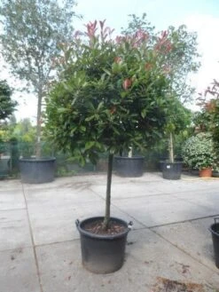 Glansmispel Op Stam (Photinia Fraseri 'Red Robin') -Planten Verkoopwinkel photinia fraseri red robin 100stam c160 solitair