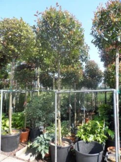 Glansmispel Als Boom (Photinia Fraseri 'Red Robin') -Planten Verkoopwinkel photinia fraseri red robin 12 14 16ho cont 2