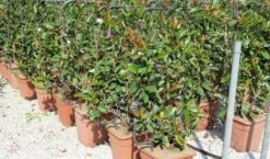 Glansmispel Als Leivorm (Photinia Fraseri 'Red Robin') -Planten Verkoopwinkel photinia fraseri red robin 52x110 leivorm 2