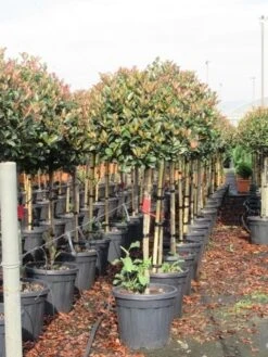 Glansmispel Op Stam (Photinia Fraseri 'Red Robin') -Planten Verkoopwinkel photinia fraseri red robin halfstam 6 1
