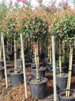 Glansmispel Op Stam (Photinia Fraseri 'Red Robin') -Planten Verkoopwinkel photinia fraseri red robin halfstam 7 1