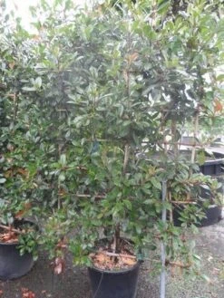 Glansmispel Als Leivorm (Photinia Fraseri 'Red Robin') -Planten Verkoopwinkel photinia fraseri red robin leivorm 180x100