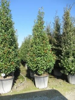 Glansmispel, Pyramide (Photinia Fraseri 'Red Robin' ) -Planten Verkoopwinkel photinia fraseri red robin piramide