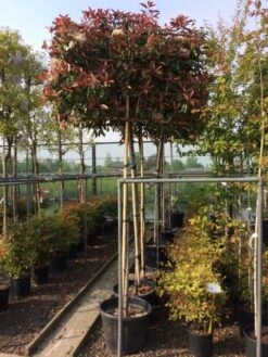 Glansmispel Als Leiboom (Photinia Fraseri 'Red Robin') -Planten Verkoopwinkel photinia lei 10 12cm 2