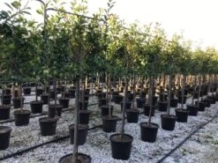 Glansmispel Halfstam Als Leiboom (Photinia Fraseri 'Red Robin') -Planten Verkoopwinkel photinia red robin 130cm stem leivorm 1