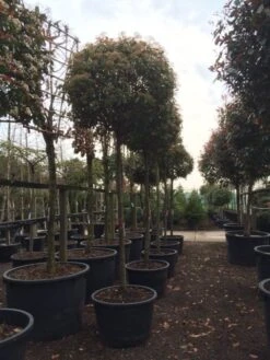 Glansmispel Als Boom (Photinia Fraseri 'Red Robin') 17 Glansmispel Als Boom (Photinia Fraseri 'Red Robin') -Planten Verkoopwinkel photinia red robin 2025