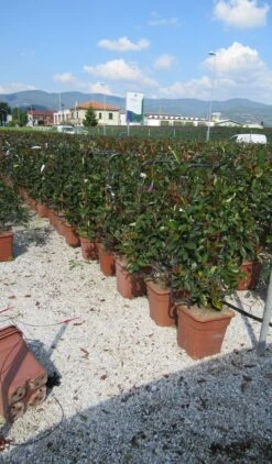 Glansmispel Als Leivorm (Photinia Fraseri 'Red Robin') -Planten Verkoopwinkel photinia red robin 52x110 leivorm
