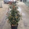 Glansmispel (Photinia 'Robusta Compacta') -Planten Verkoopwinkel photinia robusta compacta