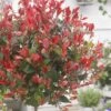 Glansmispel Op Stam (Photinia Fraseri 'Little Red Robin') -Planten Verkoopwinkel photinia x fraseri little red robin01 2