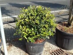 Glansmispel Als Bolvorm (Photinia Fraseri 'Carré Rouge') -Planten Verkoopwinkel photiniacarrerougebal02 1