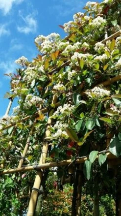 Glansmispel Als Leiboom (Photinia Fraseri 'Red Robin') -Planten Verkoopwinkel photinialeiboom01 1