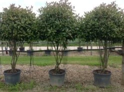 Meerstammige Glansmispel (Photinia Fraseri 'Red Robin') -Planten Verkoopwinkel photiniaredrobinmeerstammig01 1