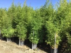 Bamboe (Phyllostachys Aurea) 39 Bamboe (Phyllostachys Aurea) -Planten Verkoopwinkel phyllostachus aurea 150 200cm