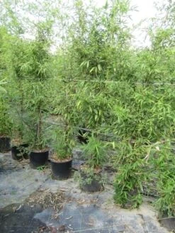 Bamboe (Phyllostachys Aurea) 37 Bamboe (Phyllostachys Aurea) -Planten Verkoopwinkel phyllostachys