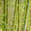 Bamboe (Phyllostachys Aurea) -Planten Verkoopwinkel phyllostachys aurea 1