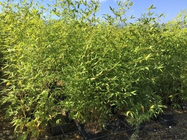 Bamboe (Phyllostachys Aurea) 19 Bamboe (Phyllostachys Aurea) - Afbeelding 19