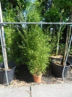 Bamboe (Phyllostachys Aurea) 29 Bamboe (Phyllostachys Aurea) -Planten Verkoopwinkel phyllostachys aurea 150 175 c12