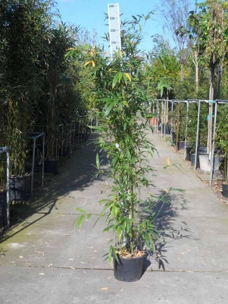 Bamboe (Phyllostachys Aurea) 11 Bamboe (Phyllostachys Aurea) - Afbeelding 11