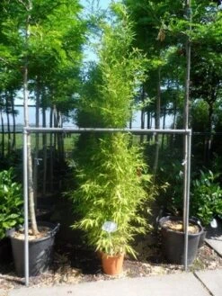 Bamboe (Phyllostachys Aurea) 31 Bamboe (Phyllostachys Aurea) -Planten Verkoopwinkel phyllostachys aurea 175 200 c12