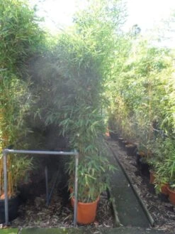 Bamboe (Phyllostachys Aurea) 27 Bamboe (Phyllostachys Aurea) -Planten Verkoopwinkel phyllostachys aurea 200 250 c25