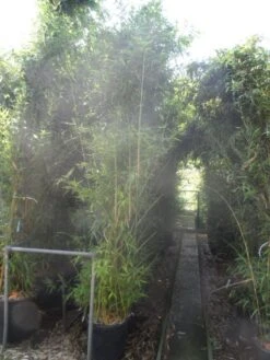 Bamboe (Phyllostachys Aurea) 28 Bamboe (Phyllostachys Aurea) -Planten Verkoopwinkel phyllostachys aurea 250 300 c35