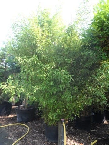 Bamboe (Phyllostachys Aurea) 15 Bamboe (Phyllostachys Aurea) - Afbeelding 15