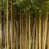 Bamboe (Phyllostachys Aureosulcata 'Spectabilis') -Planten Verkoopwinkel phyllostachys aureosulcata f. spectabilis