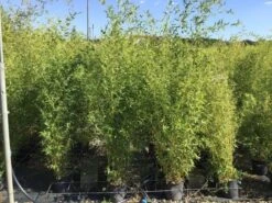 Bamboe (Phyllostachys Aureosulcata 'Spectabilis') -Planten Verkoopwinkel phyllostachys aureosulcata spectabilis 100125