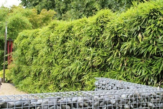 Bamboe (Phyllostachys Bissetii) 3 Bamboe (Phyllostachys Bissetii) - Afbeelding 3