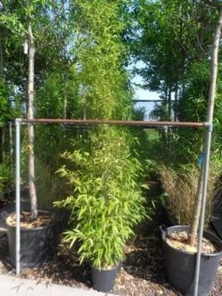 Bamboe (Phyllostachys Nigra) -Planten Verkoopwinkel phyllostachys nigra 150 200 c12