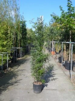 Bamboe (Phyllostachys Nigra) -Planten Verkoopwinkel phyllostachys nigra 150 200 c18