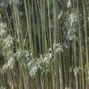 Bamboe (Phyllostachys Viridiglaucescens) -Planten Verkoopwinkel phyllostachys viridis glaucescens