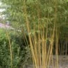 Bamboe (Phyllostachys Vivax 'Aureocaulis') -Planten Verkoopwinkel phyllostachys vivax aureocaulis 1