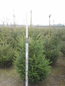Fijnspar (Picea Abies) -Planten Verkoopwinkel picea abies 125 150 5 1