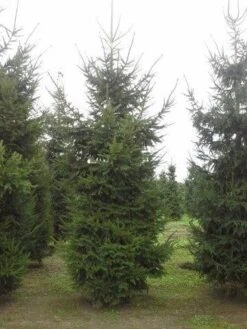 Fijnspar (Picea Abies) -Planten Verkoopwinkel picea abies 2 450 500 1