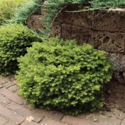 Kussenspar (Picea Abies 'Little Gem') -Planten Verkoopwinkel picea abies little gem