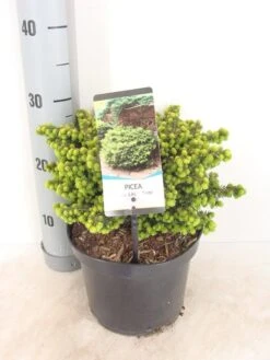 Kussenspar (Picea Abies 'Little Gem') -Planten Verkoopwinkel picea abies little gem zomer c3 m