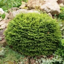 Spar (Picea Abies 'Nidiformis') -Planten Verkoopwinkel picea abies nidiformis 1