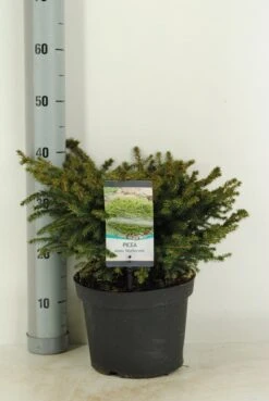 Spar (Picea Abies 'Nidiformis') -Planten Verkoopwinkel picea abies nidiformis c5 m 1
