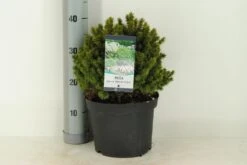 Kogelspar (Picea Glauca 'Alberta Globe') -Planten Verkoopwinkel picea glauca alberta globe c5 m