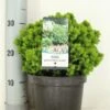 Kogelspar (Picea Glauca 'Alberta Globe') -Planten Verkoopwinkel picea glauca alberta globe zomer c3 m