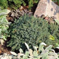 Dwergspar (Picea Glauca 'Echiniformis') -Planten Verkoopwinkel picea glauca echiniformis