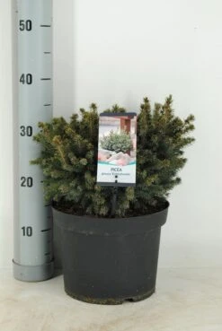 Dwergspar (Picea Glauca 'Echiniformis') -Planten Verkoopwinkel picea glauca echiniformis c5 m 2